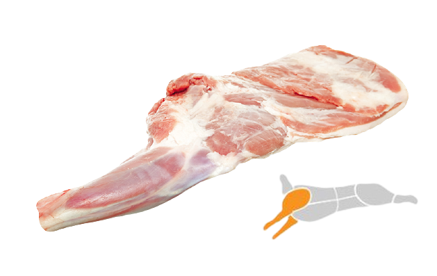 Fore Shank