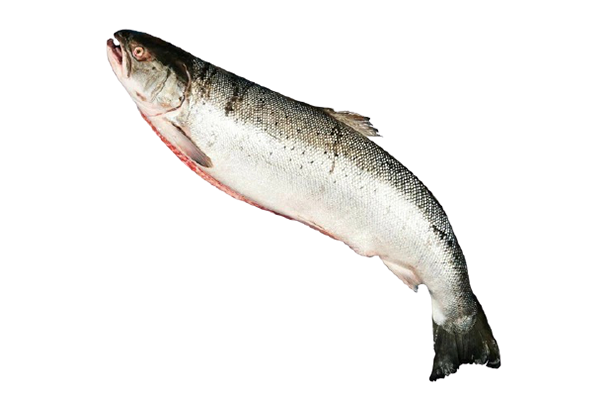 Local Salmon
