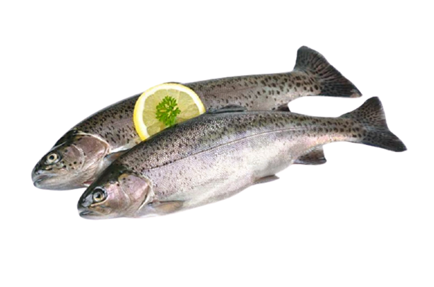 Trout