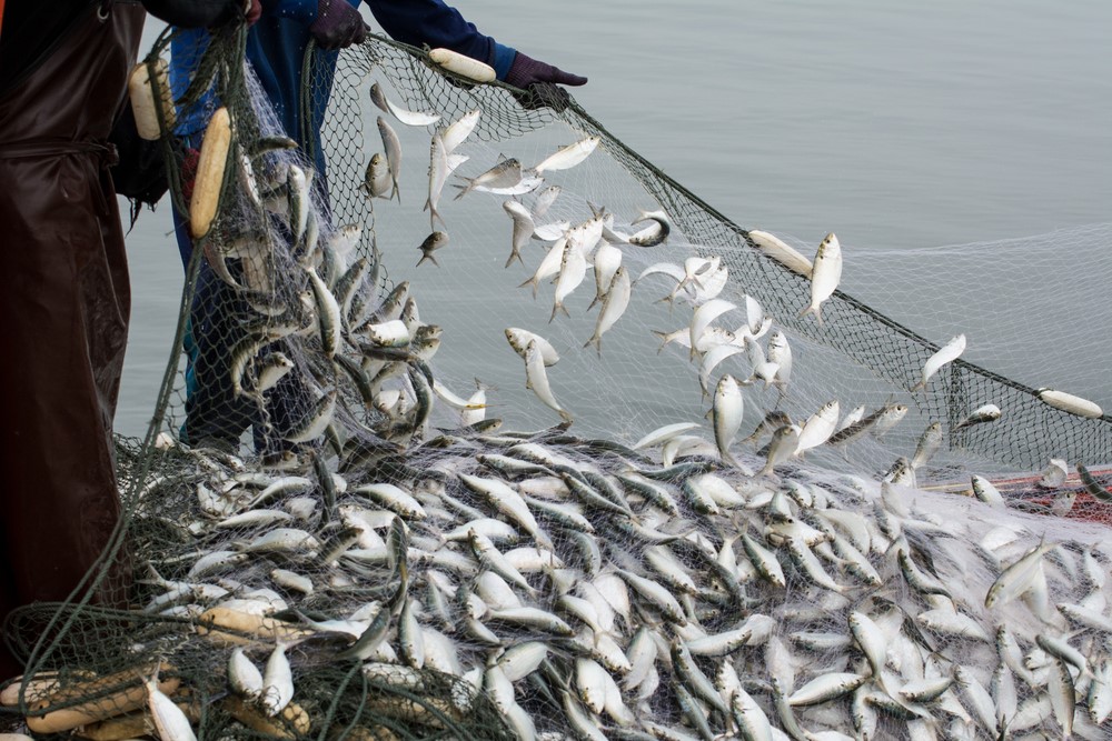 Wild Caught Fishery Products