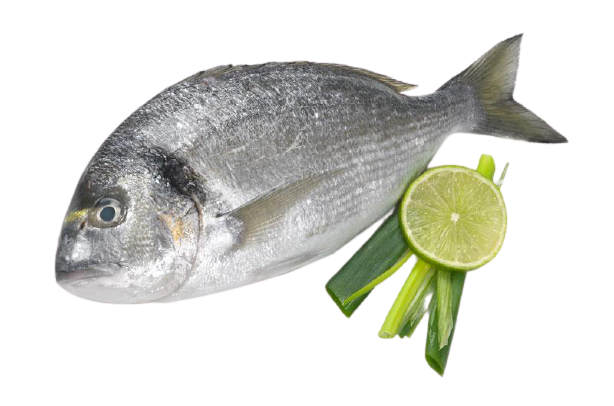 Sea Bream