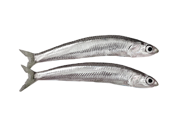 Silverfish
