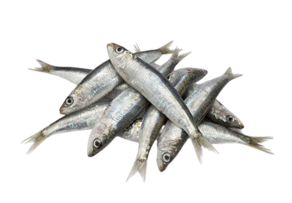 Anchovy