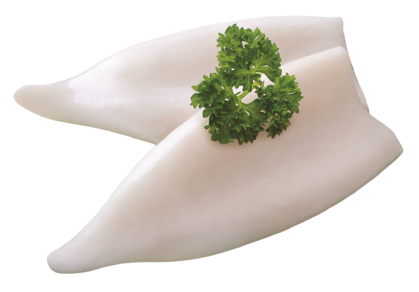 Squid