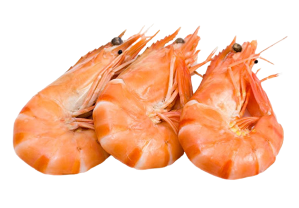 Shrimp