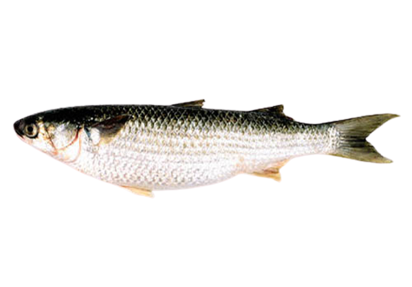 Gray Mullet