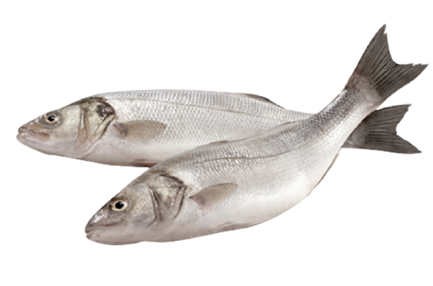Sea Bass