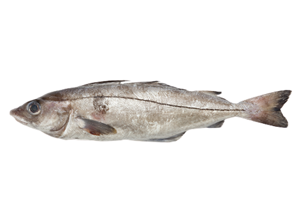 Whiting