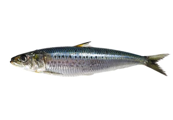 Sardine