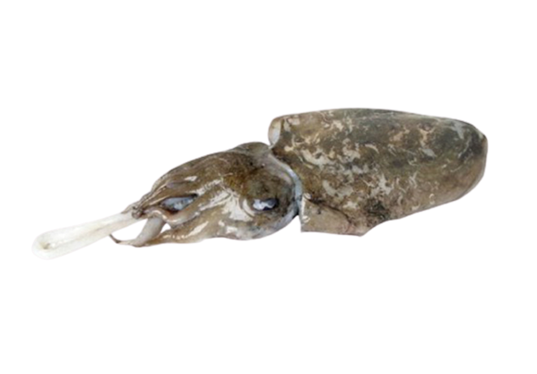 Cuttlefish