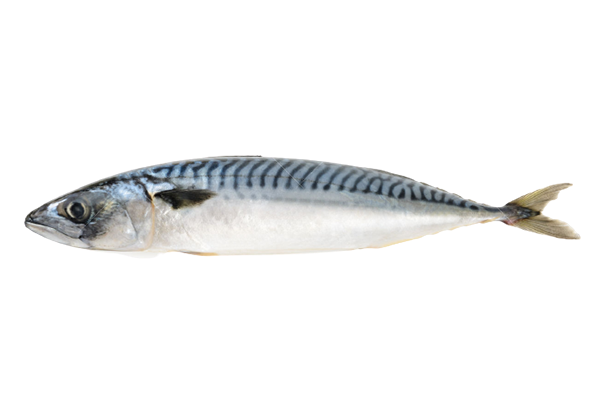 Mackerel