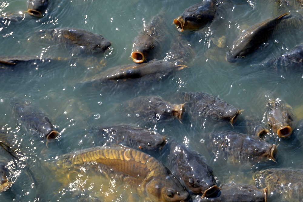 Aquaculture Products